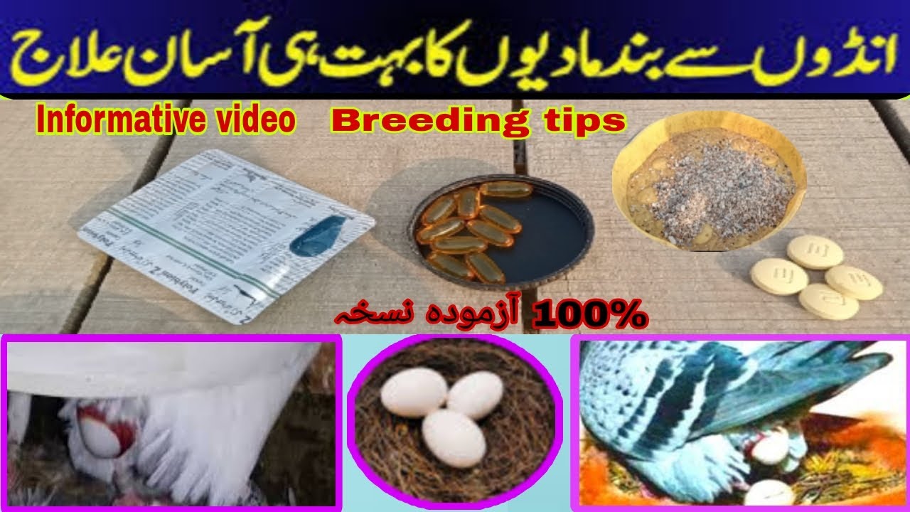 Andon se Band Mada/Kabootar ka ilaj || انڈوں سے بند مادہ / کبوتری کا علاج ||@pakpattanpigeons6068