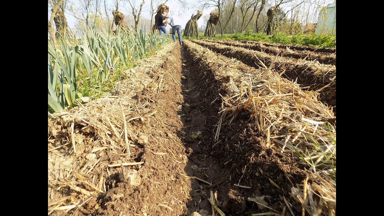 Fraternités Ouvrières - 2019 03 - Au jardin d'Aalbeke, la plantation de la pdt - innovation
