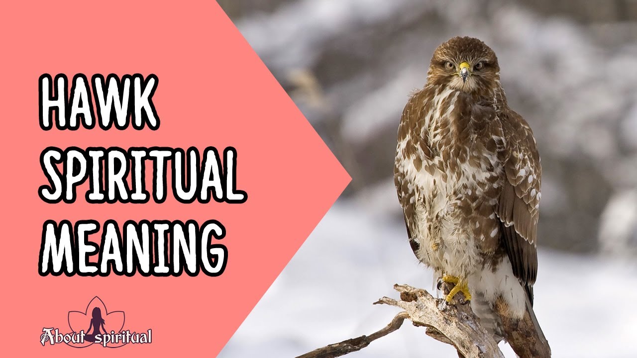 Hawk Spiritual Meaning