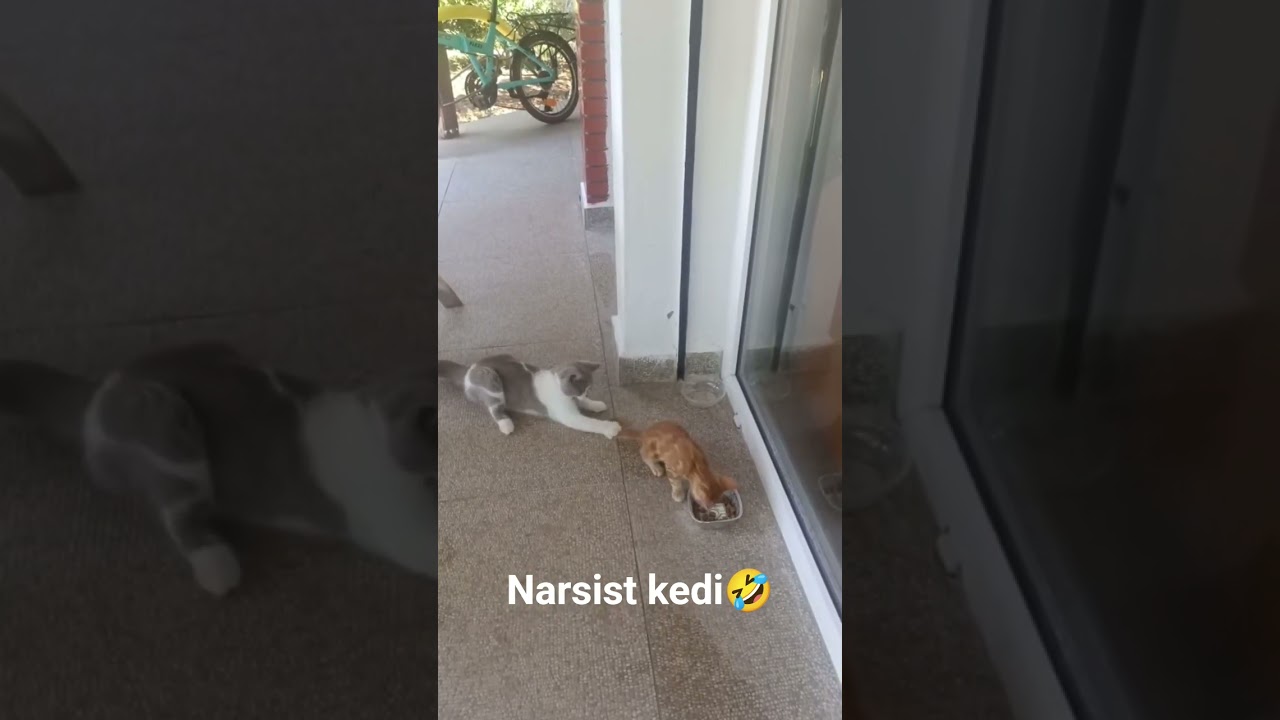HARBİ NARSİST 🤣#cat #cats #kedi #animals #animal #animalshorts #animallovers