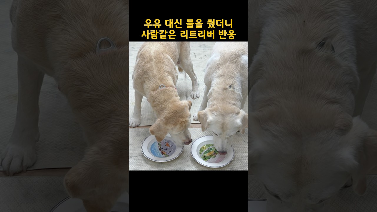 우유 대신 물을 줬더니&hellip; 천재 리트리버 호야는 사람 맞았다ㄷㄷ