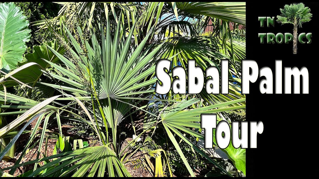 Sabal Birmingham, Brazoria, Palmetto, Louisiana, minor 1 year later!