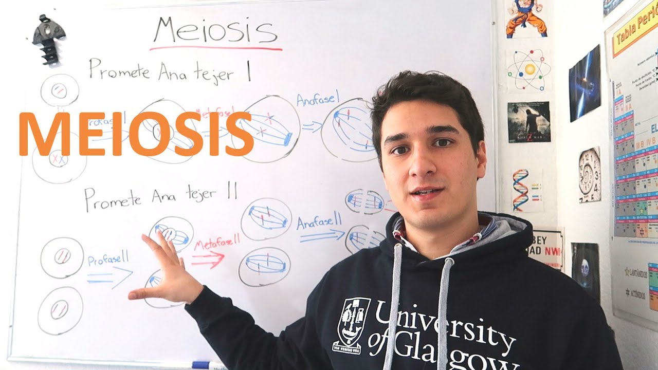 Meiosis. Nivel experto para principiantes. EN 8 MINUTOS //Enfermedades Genéticas