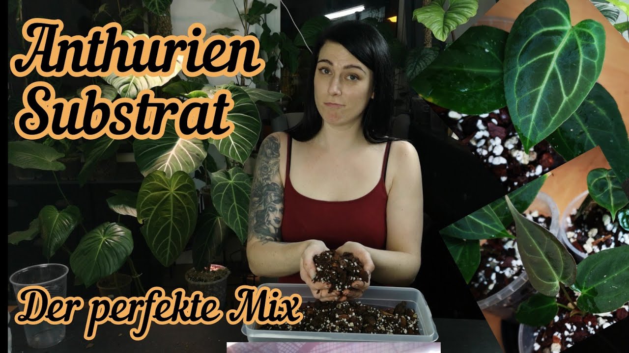 Anthurium Substrat | der perfekte Erdmix f&uuml;r eure Anthurien