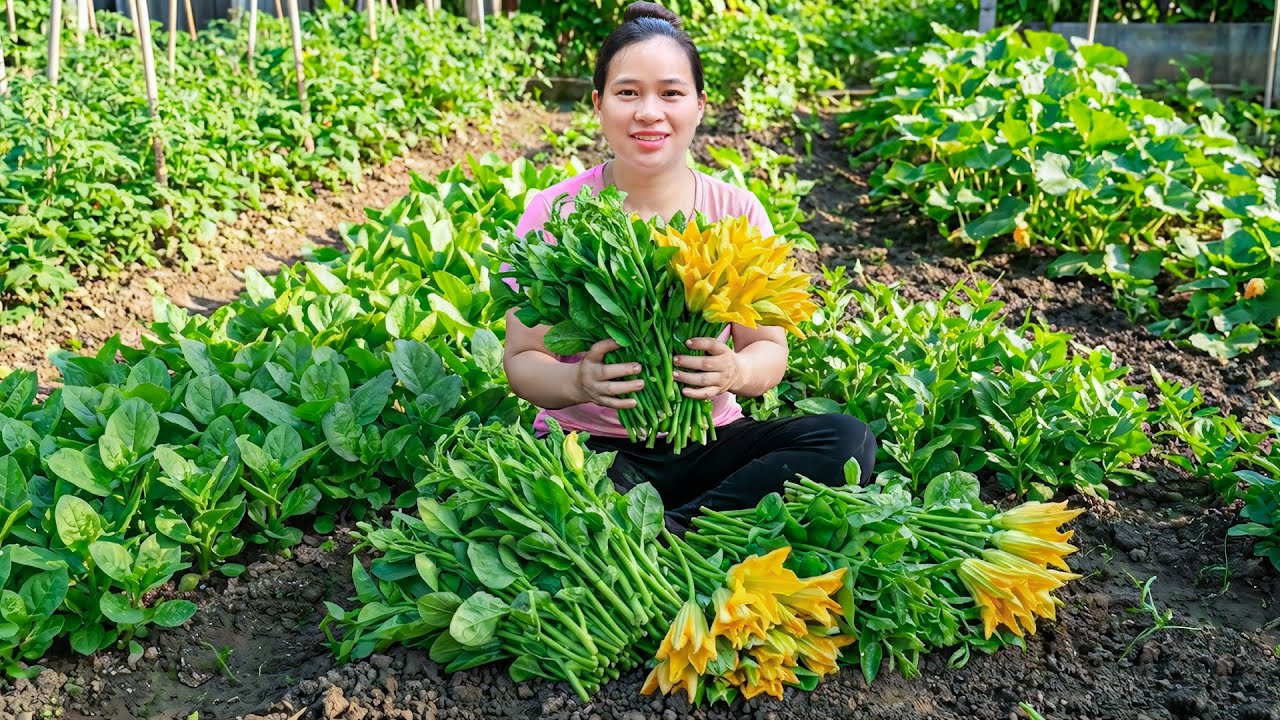 自家菜園のかぼちゃの若葉とつるむらさき収穫🥬市場販売＆簡単ランチ🍽️