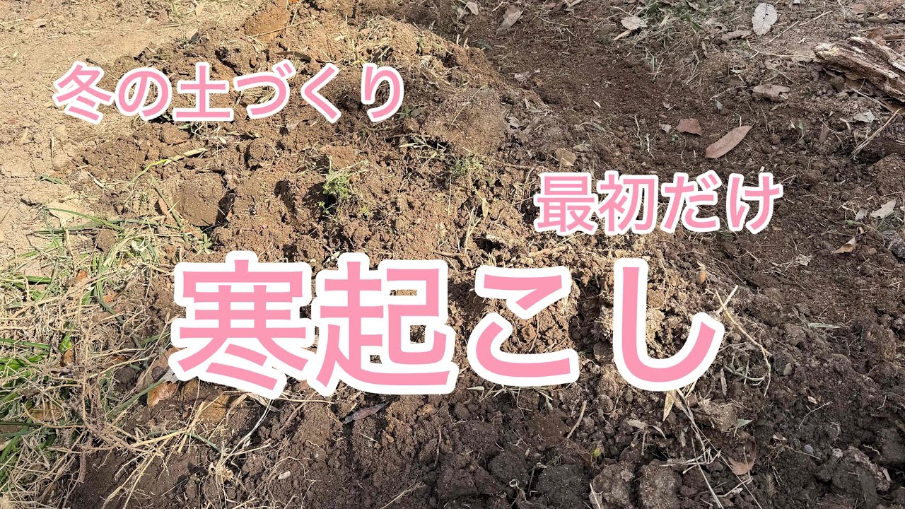 【寒起こし】冬の土づくり　不耕起栽培も最初に畝をたてる時は耕す！