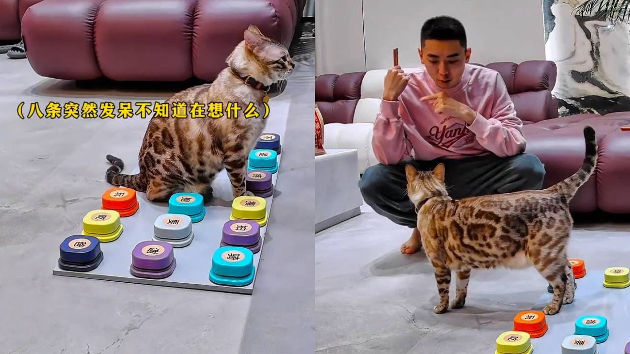 如果你的貓會說話，你就知道你每天得有多忙了… #豹貓八條 #小鋒小志 #貓咪小院