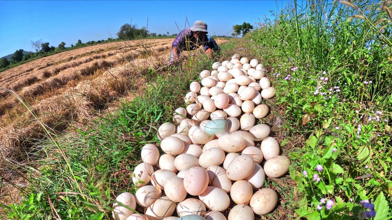 wow wow unique video, pick duck eggs in rice field by hand