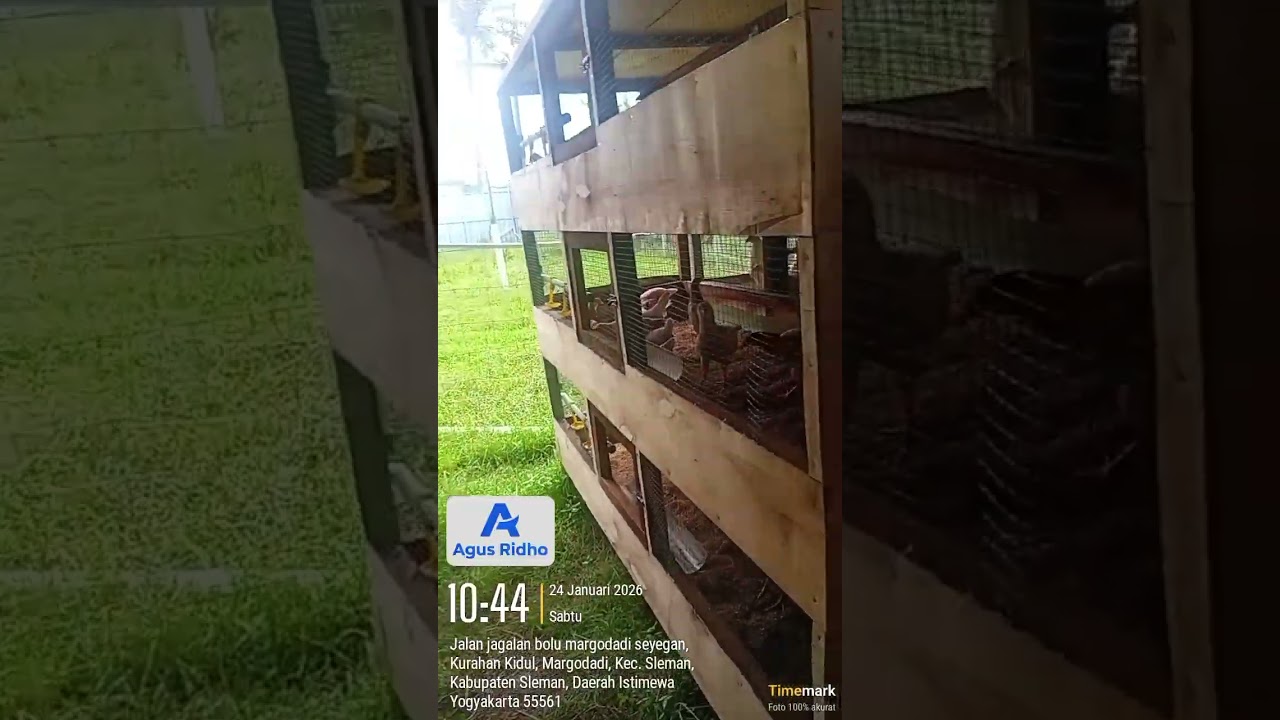 jual ayam elba  . wa +6287816085553