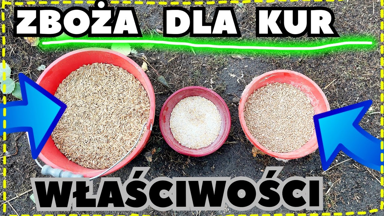 Owies, pszenica i nie tylko 🌾- WŁAŚCIWOŚCI zbóż dla kur 🐓🐔.