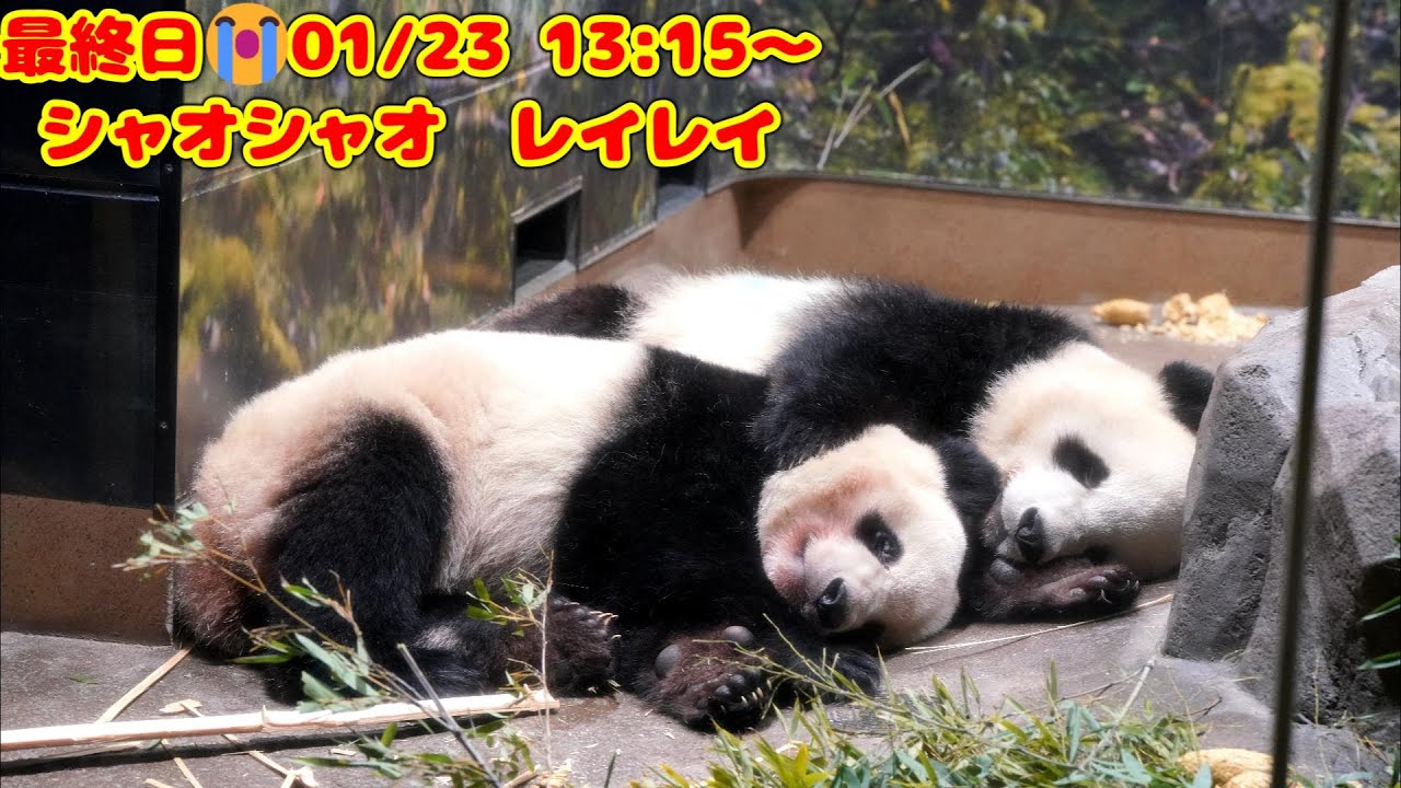 シャオシャオ レイレイ 最後の日😭 2026年1月25日 13時15分～【パンダ】 panda