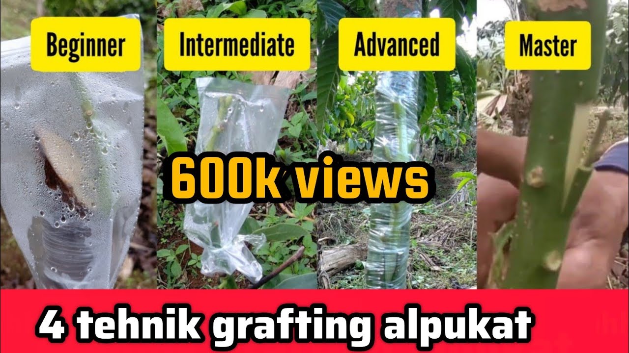 Macam-macam grafting alpukat | Top Working, Sambung Pucuk, Sambung Sisip, dan Okulasi