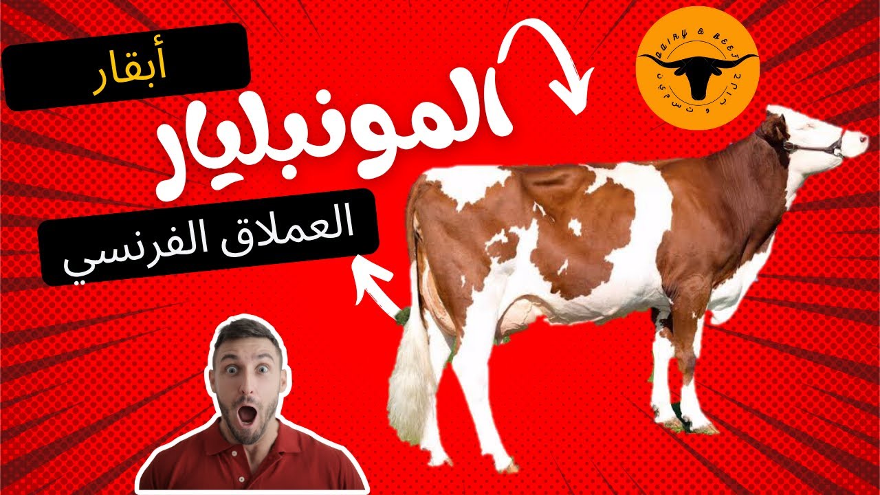 ولدت في جبال فرنسا: قصة الأبقار المونبليار العملاقة وإنتاجها الفائق