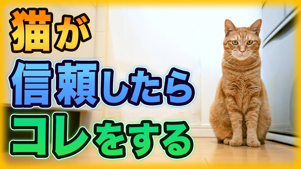 猫が心の底から信頼している人にしか見せない行動8選