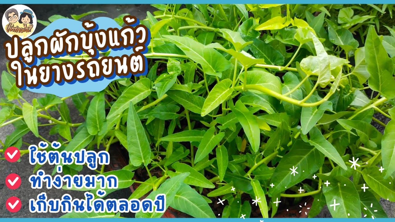 ปลูกผักบุ้งแก้วในยางรถยนต์ ใช้ต้นปลูก ทำง่ายมาก เก็บกินได้ตลอดปี #ย่าปลูกอะไร Ep62