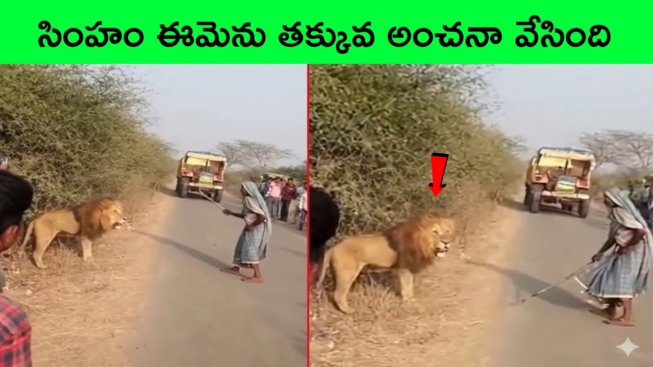 UNBELIEVABLE Animal Moments Ever Caught On Camera 16 | facts in telugu | bmc facts | Telugu