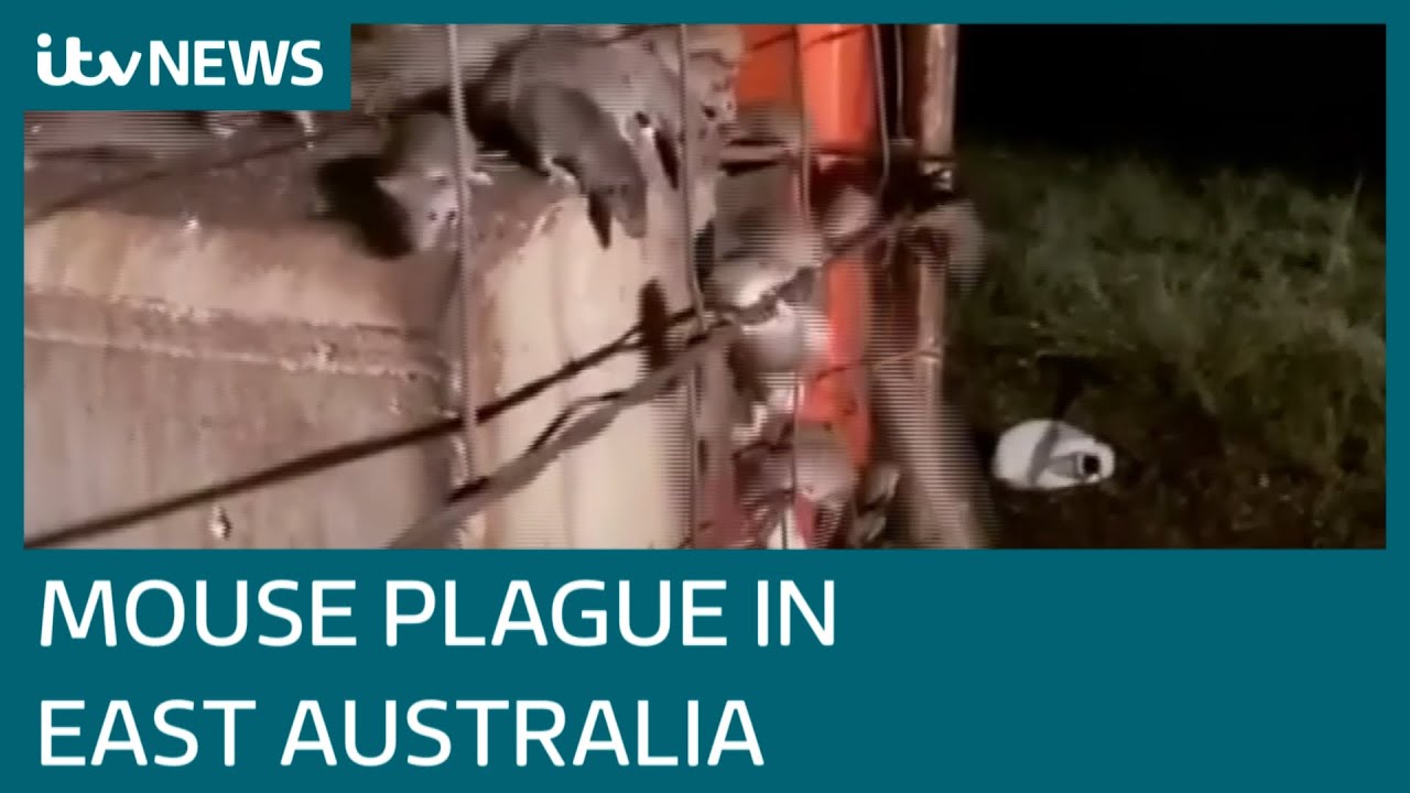 'They're everywhere': Mouse plague spreading chaos in Australia | ITV News