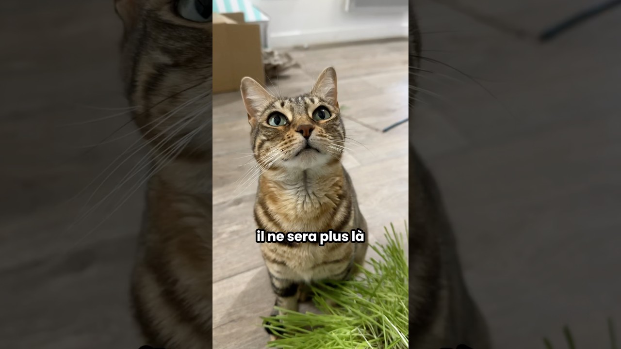 Profite de ton chat avant qu’il ne soit trop tard… 🥺❤️ #shorts #chat
