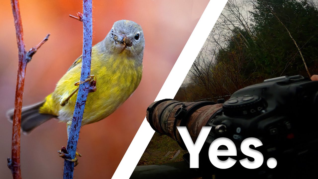 Is Birding in the Rain Really Worth It?