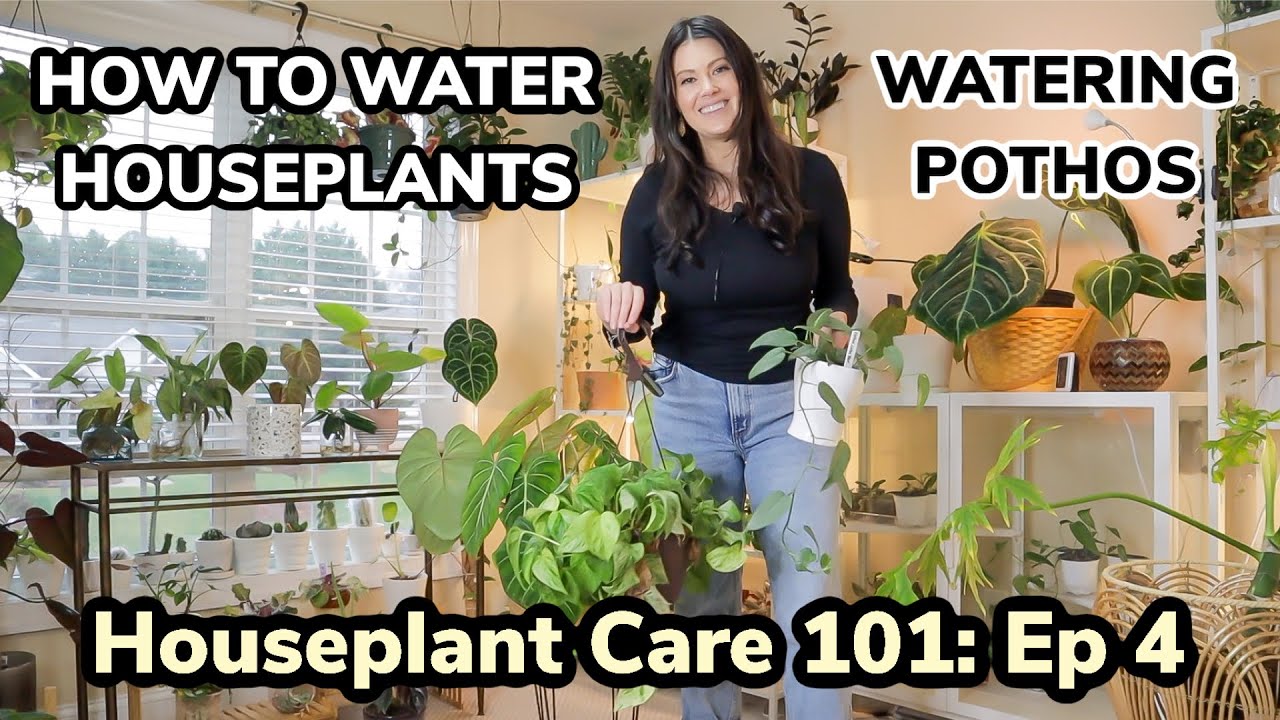 Houseplant Care 101: How To Water A Houseplant & Pothos Plant Watering | Pothos Care Episode 4