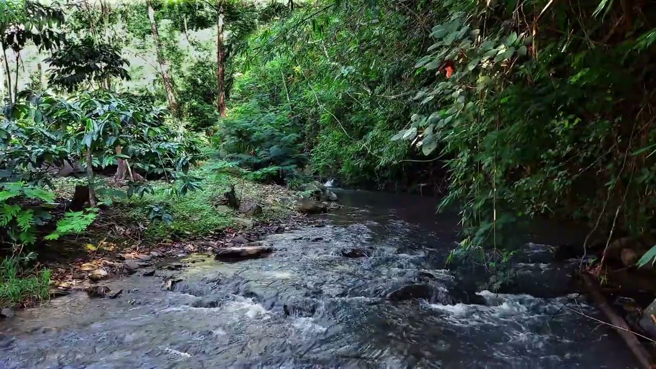Peaceful Tropical River for Focus, Meditation and Stress Free Sleep