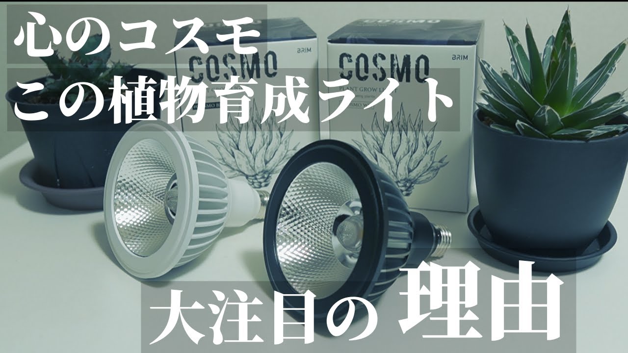 【植物育成ライト】宇宙最強！？BRIMブリム「COSMO 20W」レビュー！めちゃくちゃ明るいのに安くておすすめのLEDライト！観葉植物｜アガベ塊根｜ビカクシダ｜エアプランツ｜アクアリウム｜テラリウム