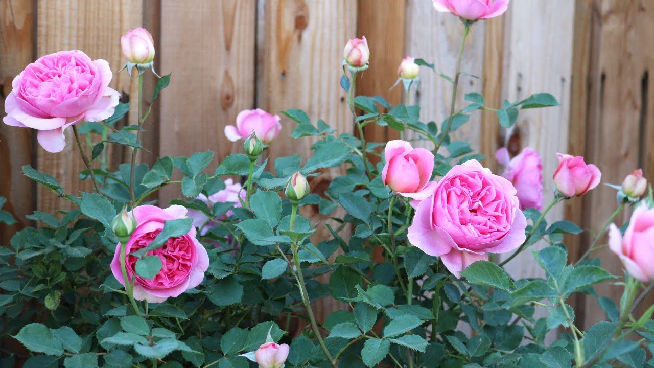 David Austin Boscobel Rose 2nd Year Spring Flush