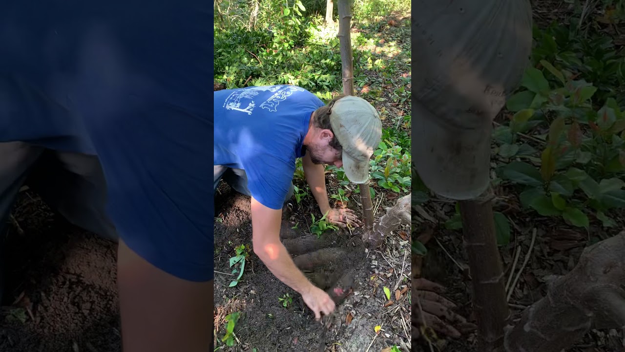 Cassava - The Importance of Variety Selection in Florida