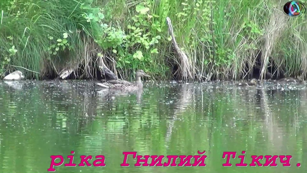 Звенигородка.ГЕС +р.Гнилий Тікич.