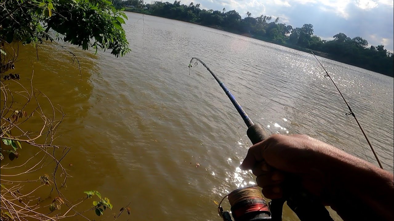 Saat yang ditunggu²‼️Bila musim air surut‼️Mancing sungai pahang