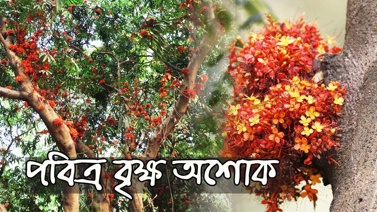 পবিত্র বৃক্ষ অশোক | The sacred tree Ashoka | ঔষধি গুনে ভরা বৃহৎ বৃক্ষ