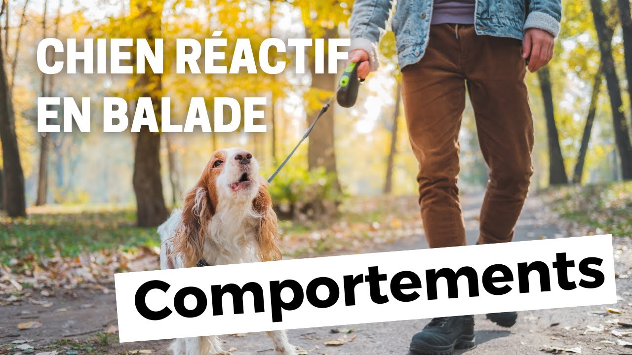 Mon chien réactif en balade