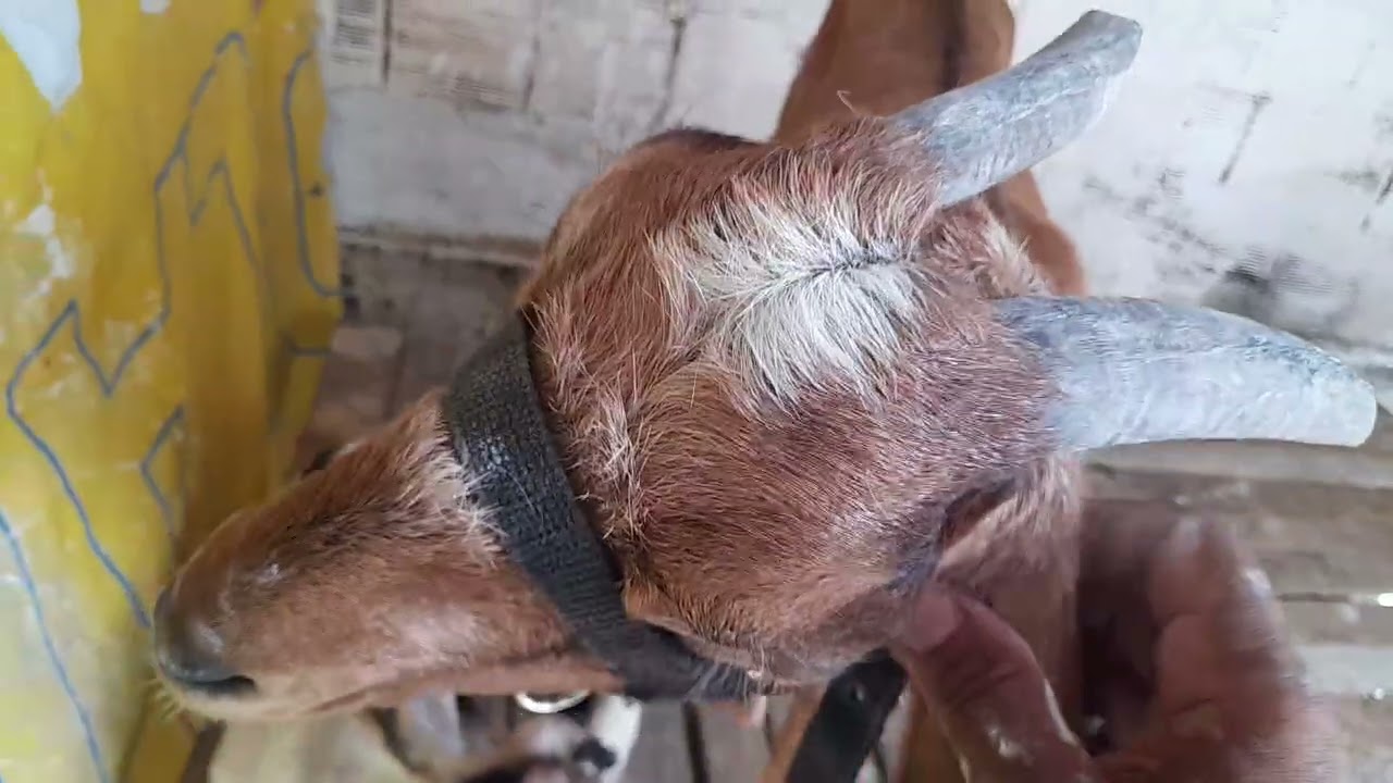 A Baia de Amora e rubi está pronta