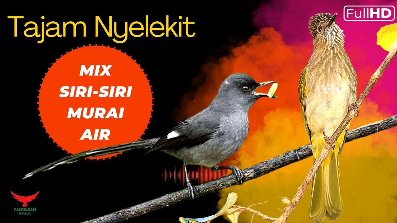 TAJAM NYELEKIT‼️ FULL HD MASTERAN SIRI-SIRI dan MURAI AIR❗️