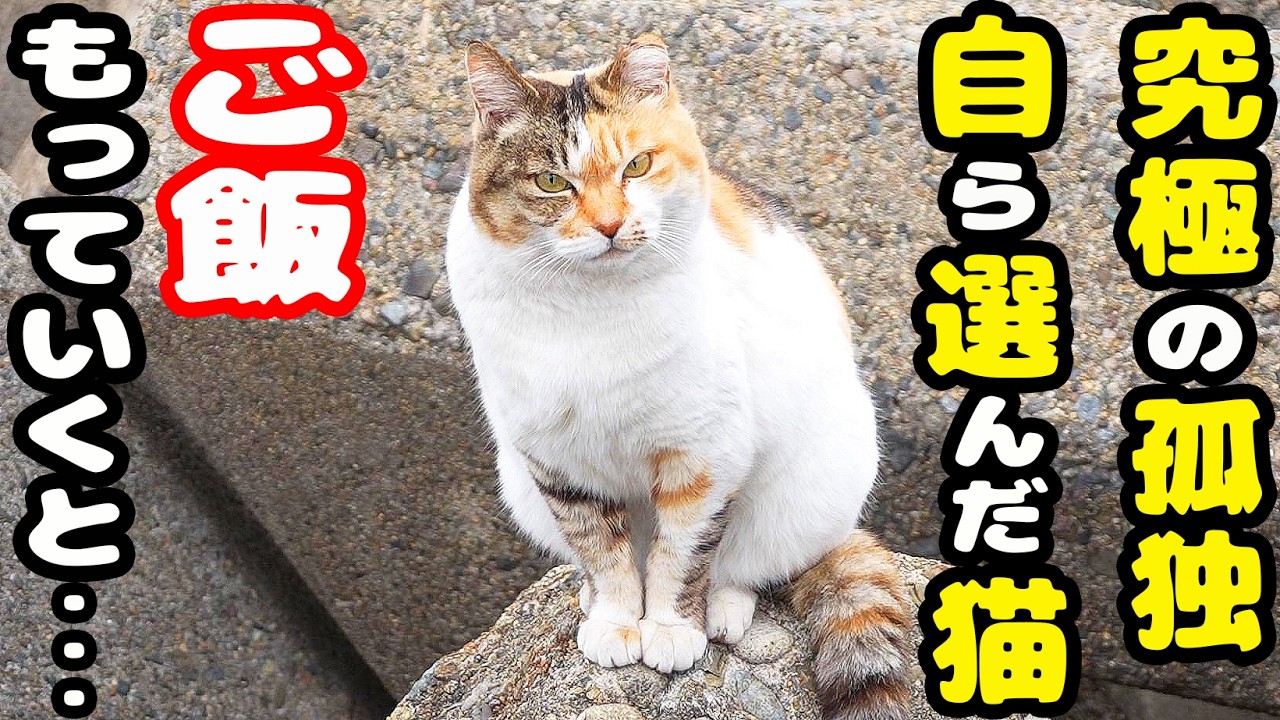 コロニーを離れて孤独に生きる猫にご飯をあげると・・・さくらねこへのエサやり【視聴だけでも猫を助けることになります】支援者様 視聴者様 猫たちに神のご加護を！野良猫の感動猫動画