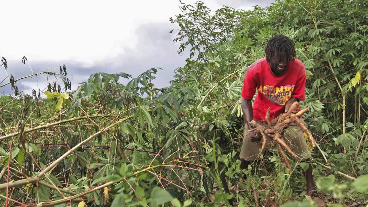 Economics of Food Security in Jamaica