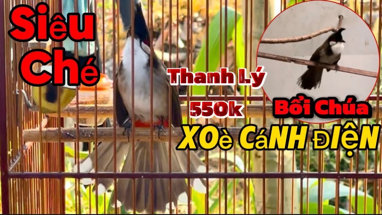 1/2-Siêu Phẩm Tê Quỷ Đầu Phóng Lợn/Nết Đánh Xoè Mềm Đẳng Cấp/Ông Thần Máy Ché Có 102 Mời Ae