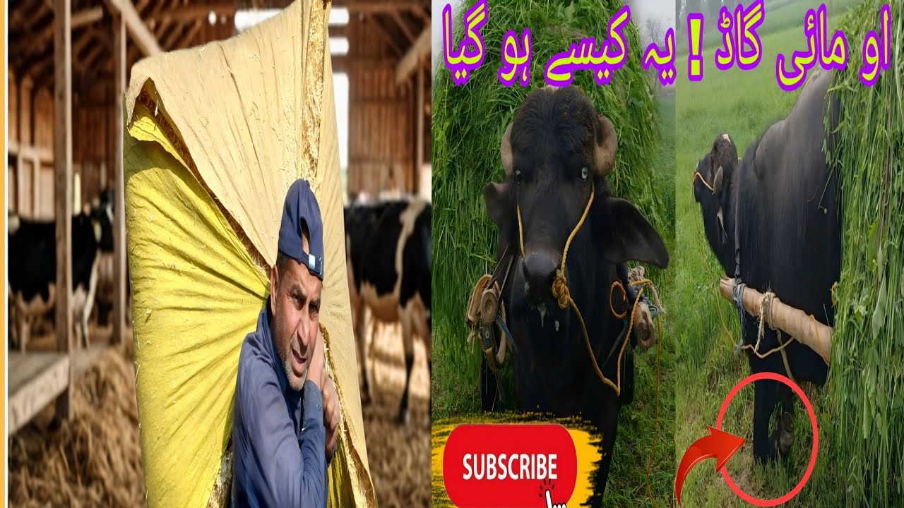 DAIRY Farm Par / mujhe kya-kya karna parta hai daily ڈیری فارم پر مجھے کیا کیا کرنا پڑھتا ہے روزانہ