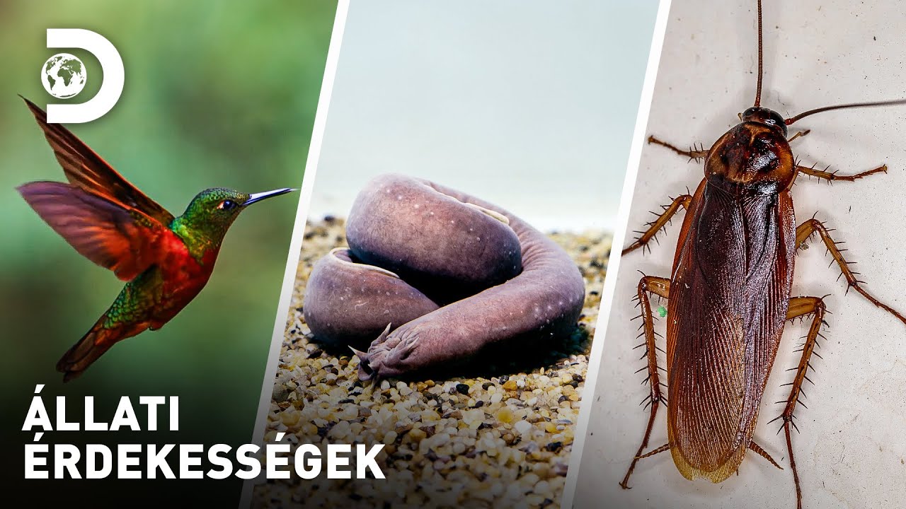 Kolibrik, csótányhal, csótányok | Állati érdekességek