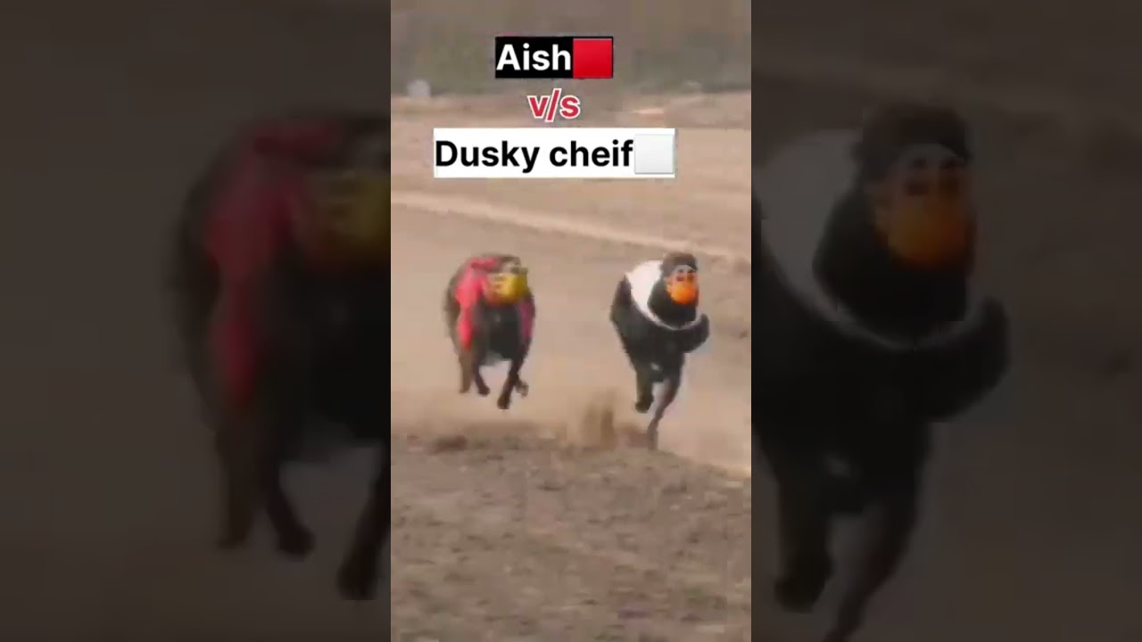 Greyhond dogs race 🏁 