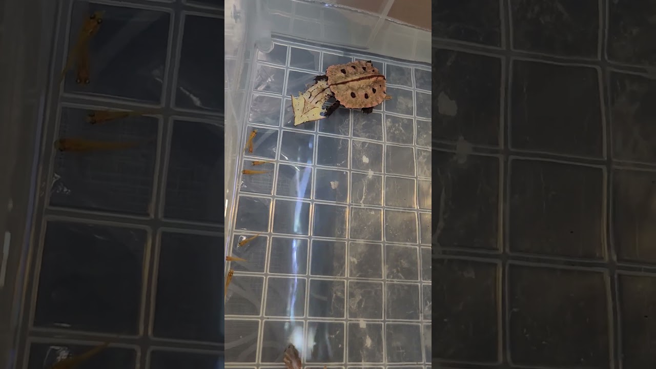 マタマタの食事