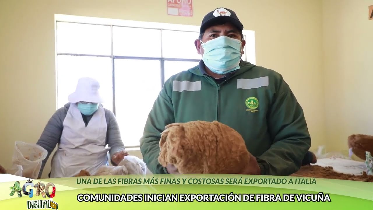 COMUNIDADES CAMPESINAS INICIAN CON LA EXPORTACIÓN DE FIBRA DE VICUÑA