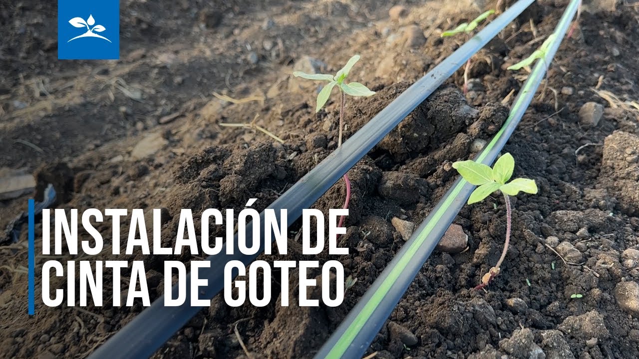 INSTALACIÓN RIEGO CON CINTA DE GOTEO