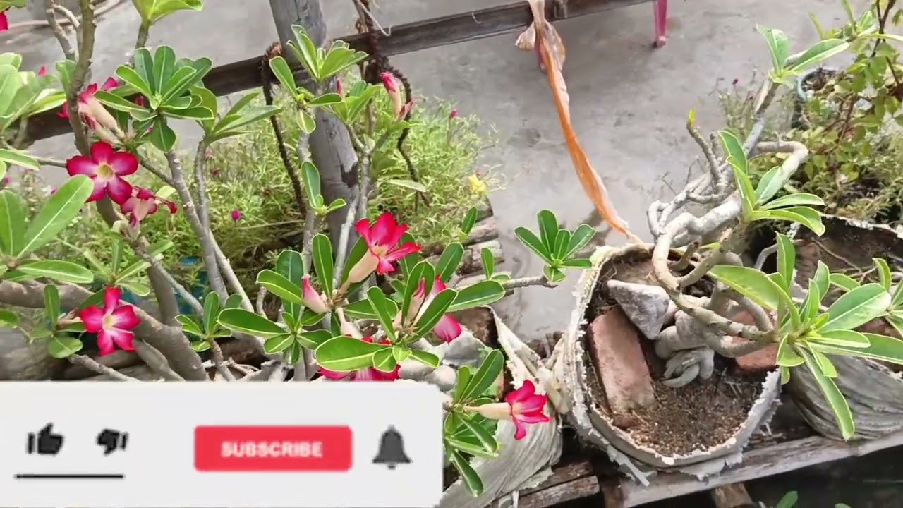 How to care for your adeniums this winter to ensure they produce lots of flowers #गार्डनिंग 