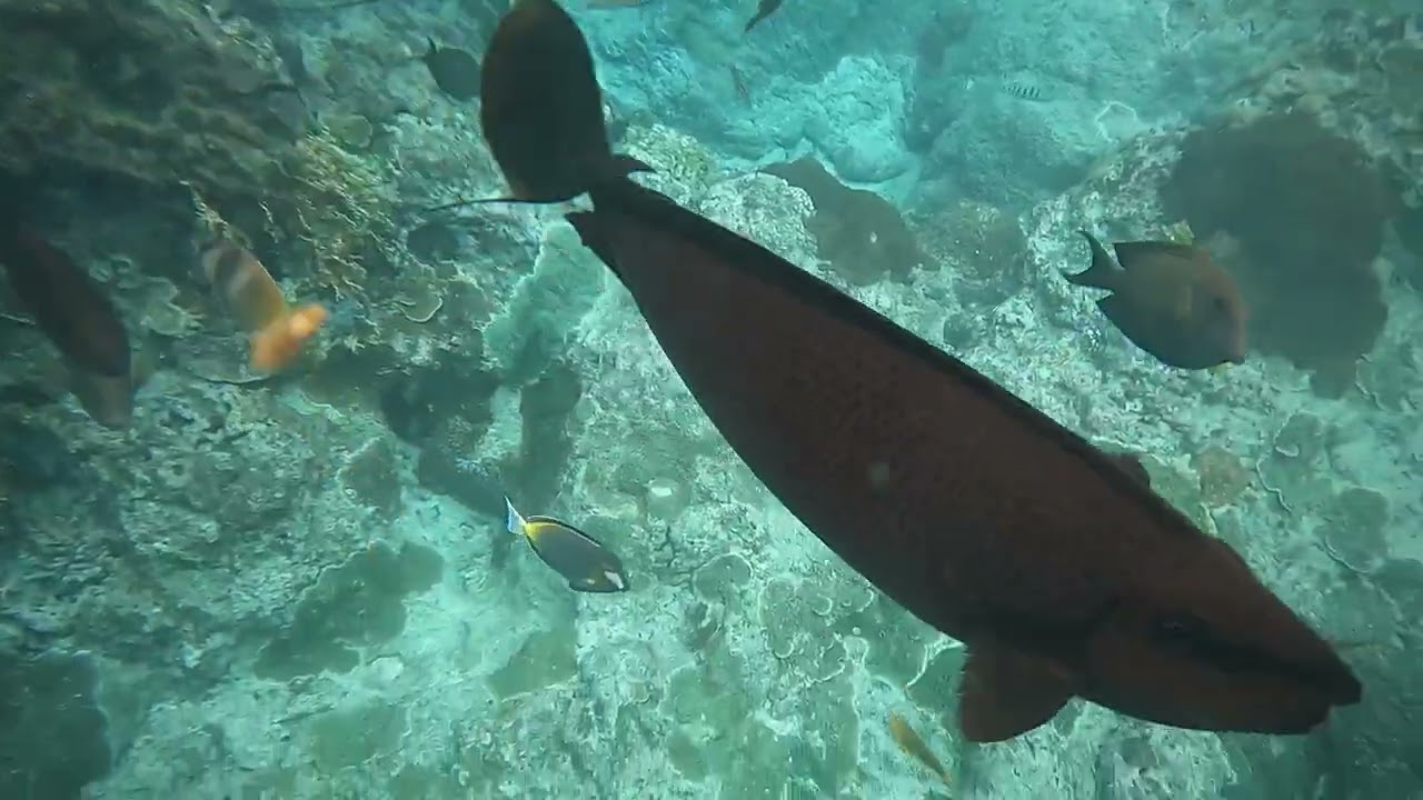 2026/228連假 綠島浮潛趣