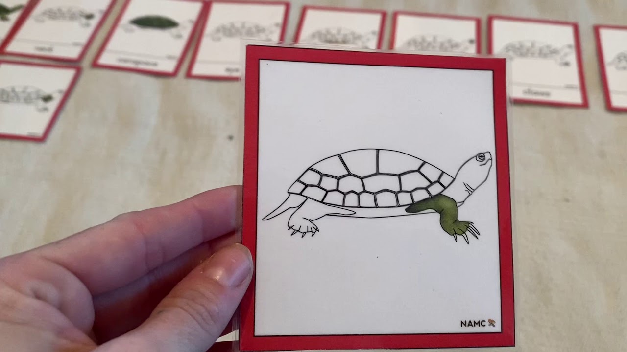 Parts of a Turtle Activity