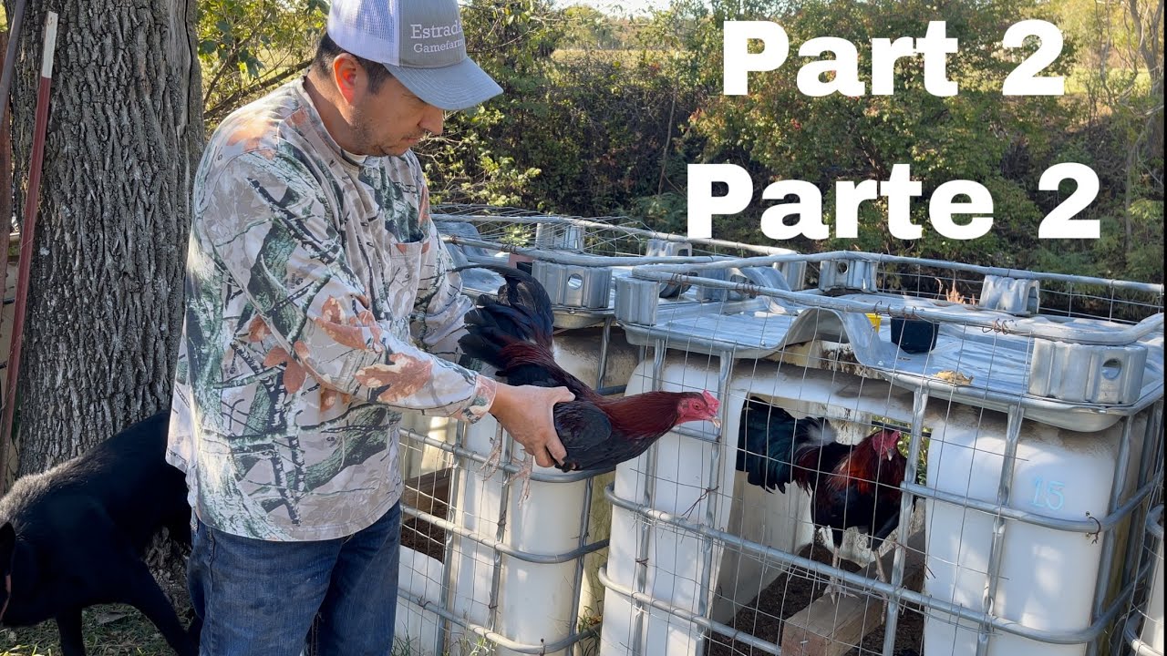 Part 2 of the stag pens + vaccinating / Parte 2 de las jaulas de pollos + vacunando