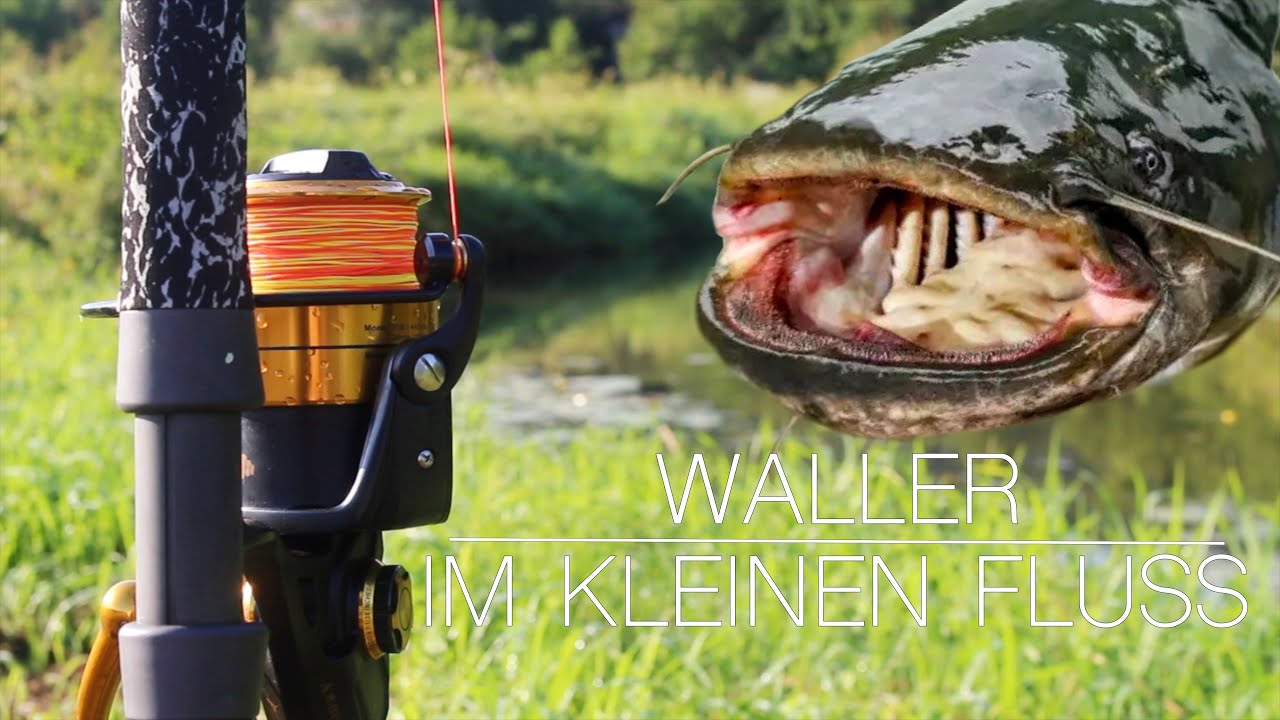 (GROßE) Welse im kleinen Fluss