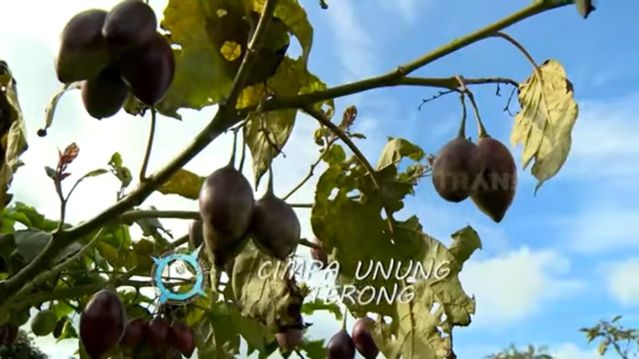 CIMPA UNUNG TERONG | JEJAK SI GUNDUL (16/08/22)