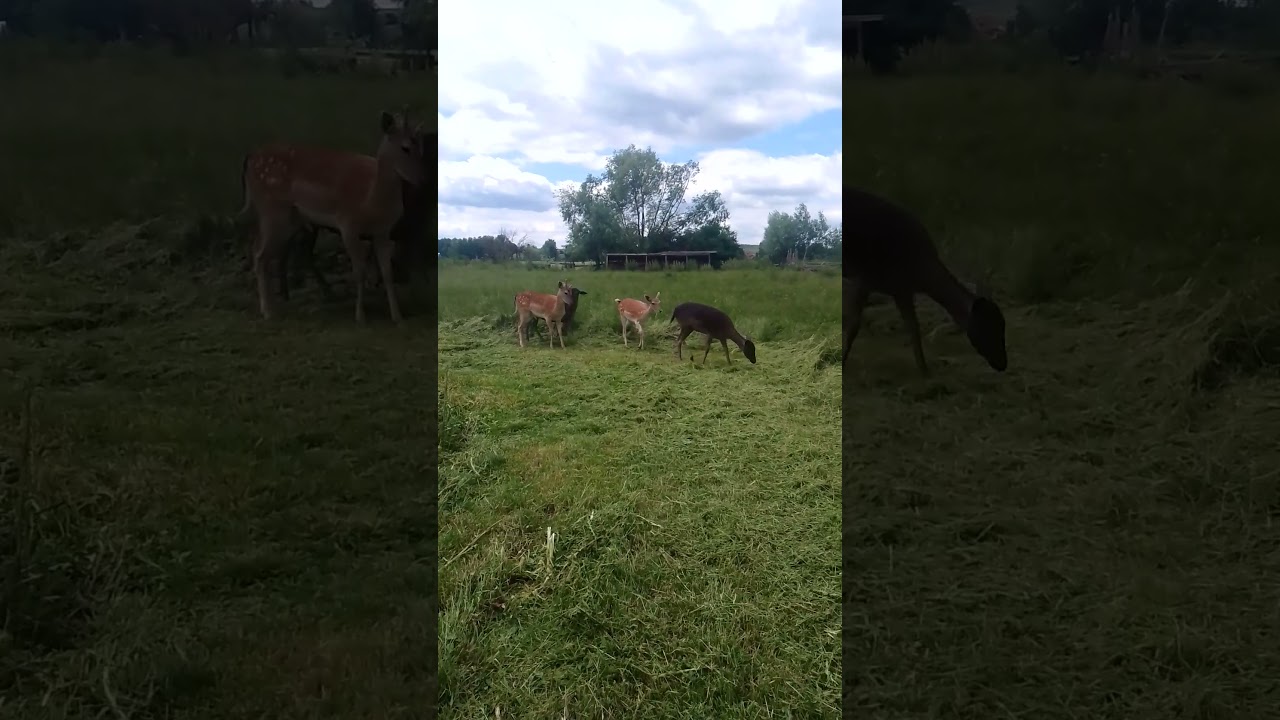 Radość przy koszeniu trawy 😁#zmojegopodw&oacute;rka#daniele#zagroda#życienawsi#zwierzaki #animals#terapia#